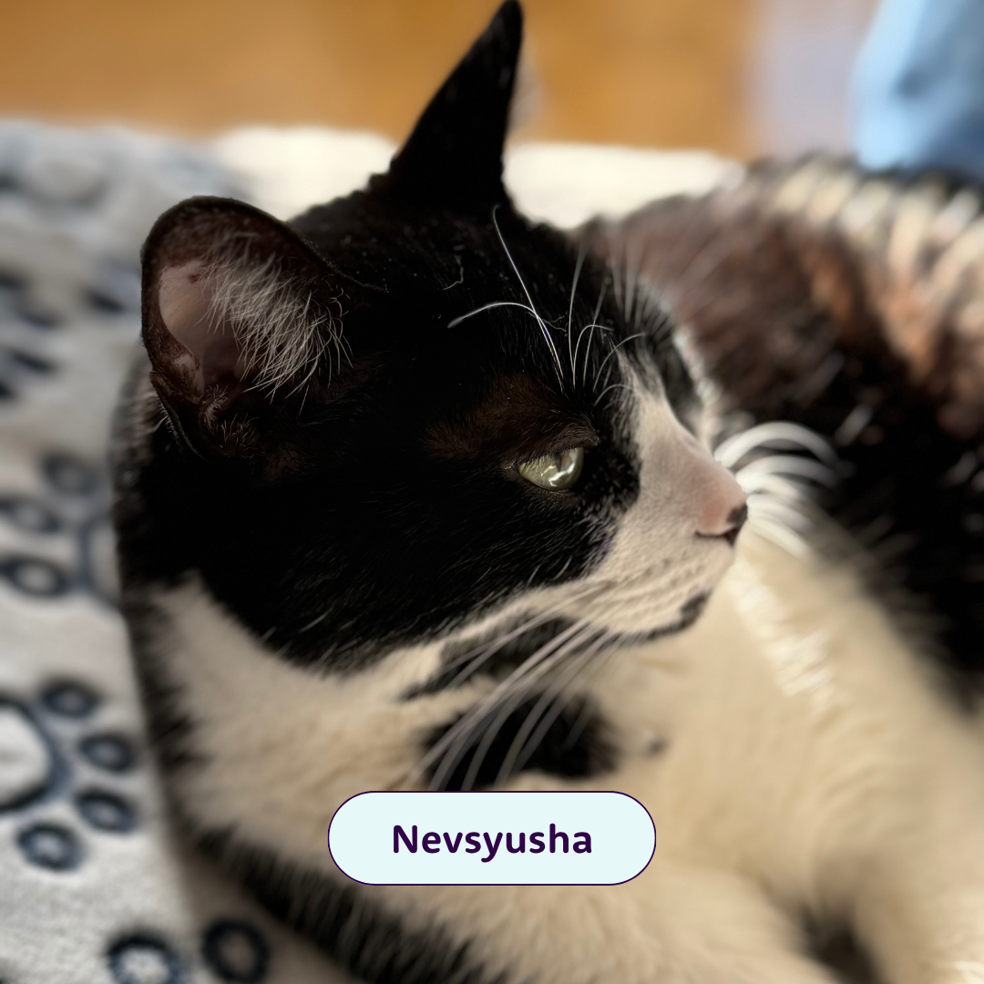 Nevsyusha - Black and white cat 