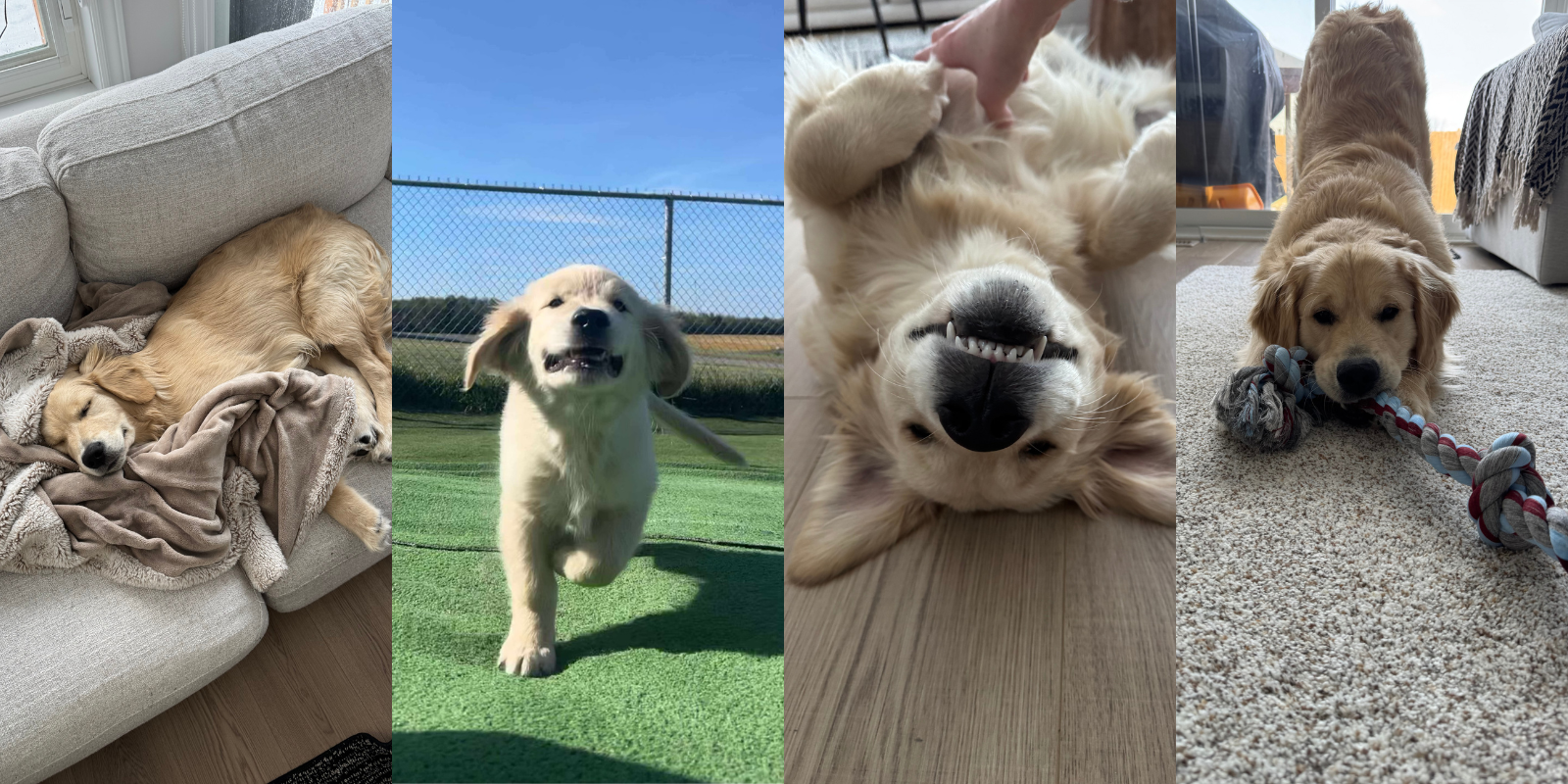 Golden Retriever Furkin Member Sully