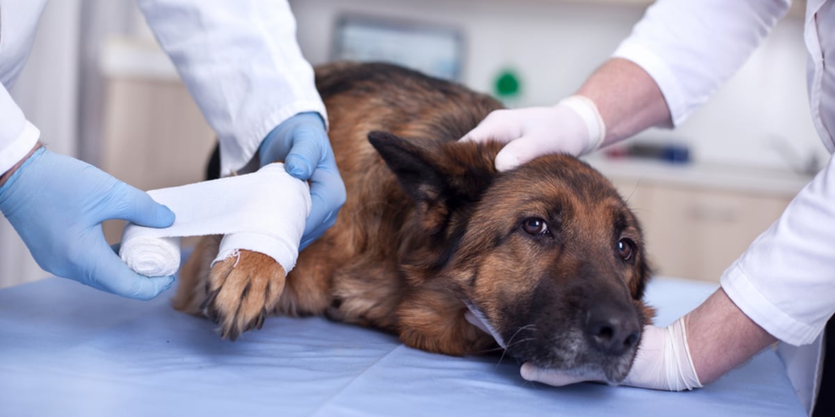 German Shephard being bandaged by vet | Does Pet Insurance Cover Surgery?