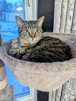 Teddy - tabby cat sitting in a cat tree