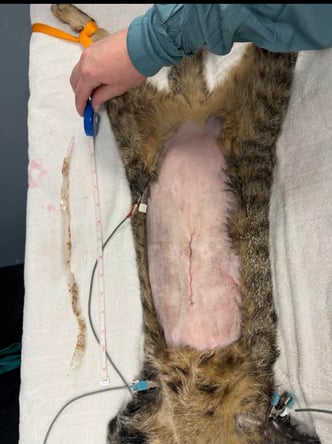 Tabby cat post stomach surgery