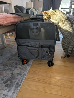 Tabby cat in a cat carrier