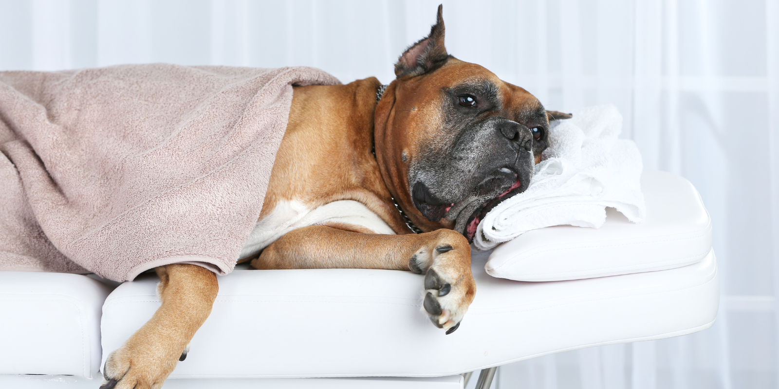 Brown dog laying on a massage table using a towel as a blanket