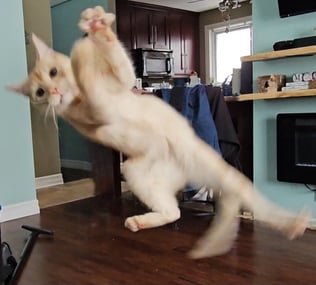 Orange and white tabby cat jumping in the air