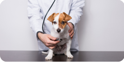 brown and white dog with vet doing a check-up