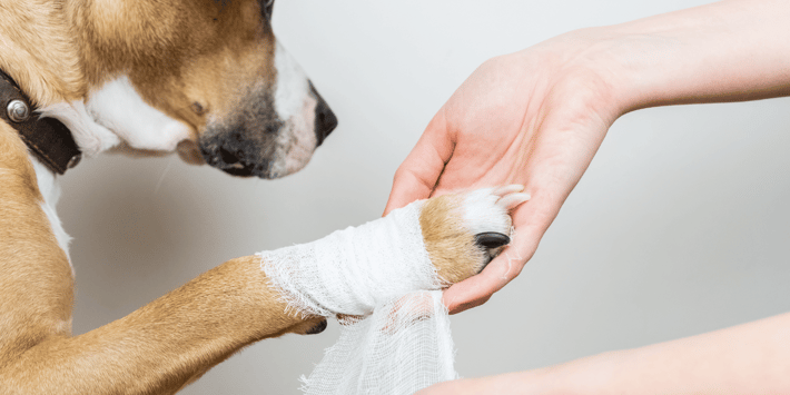 dog being bandaged