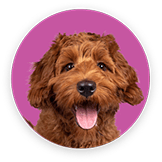 furkin__dog-circle resized