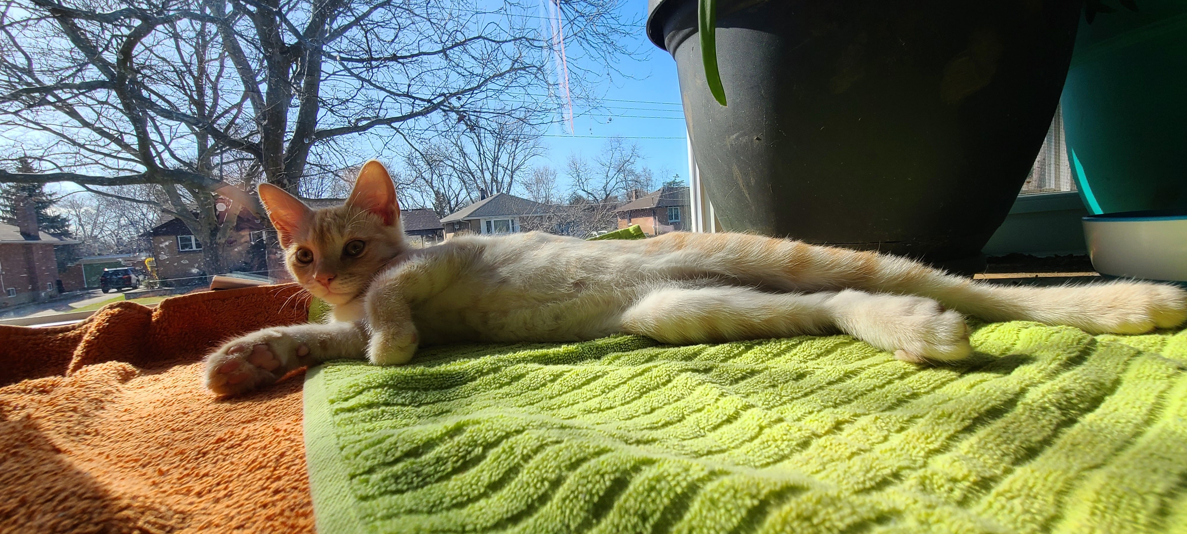 Cat laying on a towel