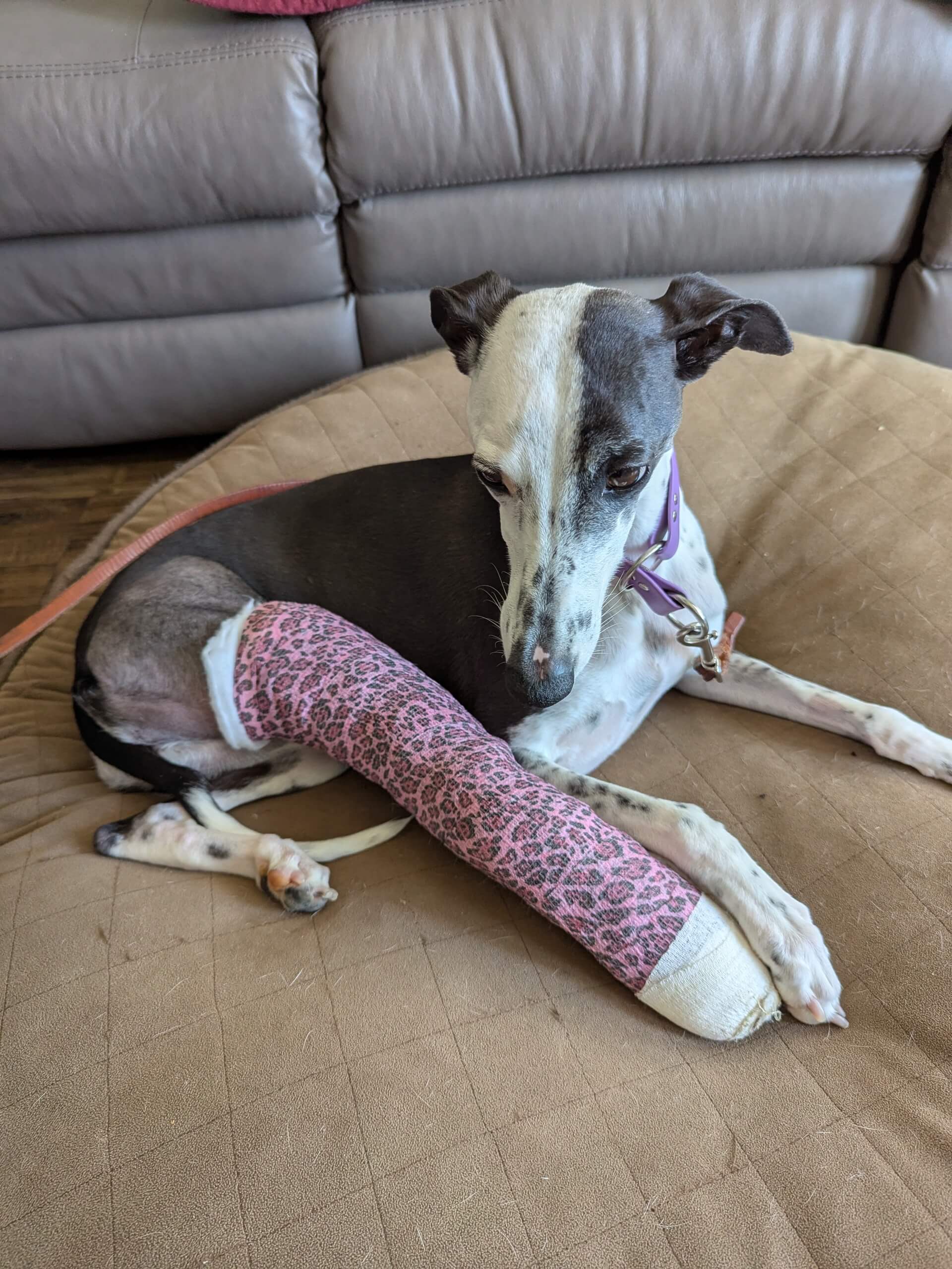 Bug the whippet