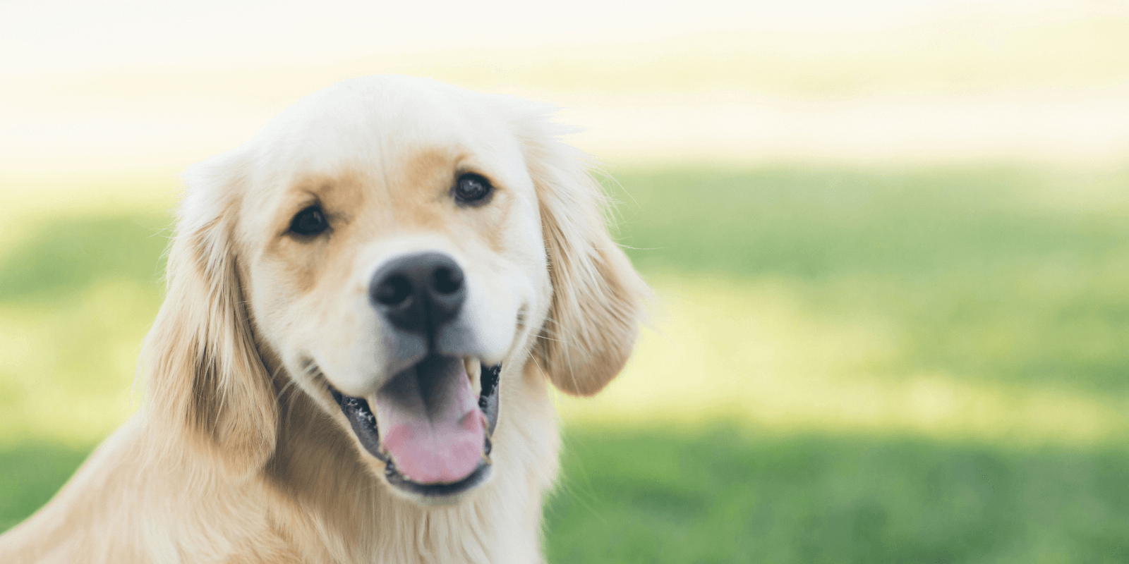 Everything You Need to Know about Golden Retrievers!