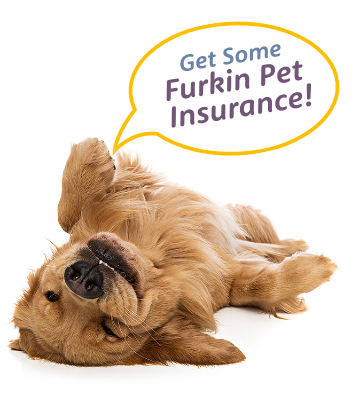 Get some Furkin Pet Insurance