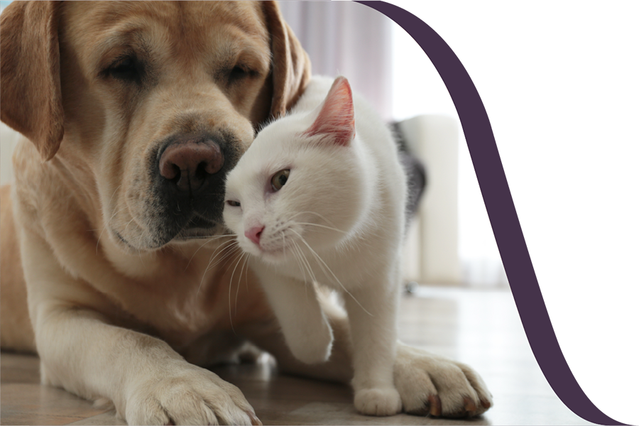 About Furkin Pet Insurance | Cat & Dog Insurance in Canada