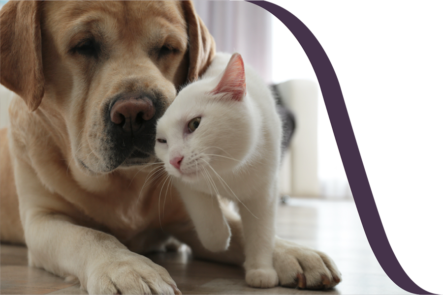 About Furkin Pet Insurance | Cat & Dog Insurance in Canada About Furkin Pet Insurance | Cat & Dog Insurance in Canada