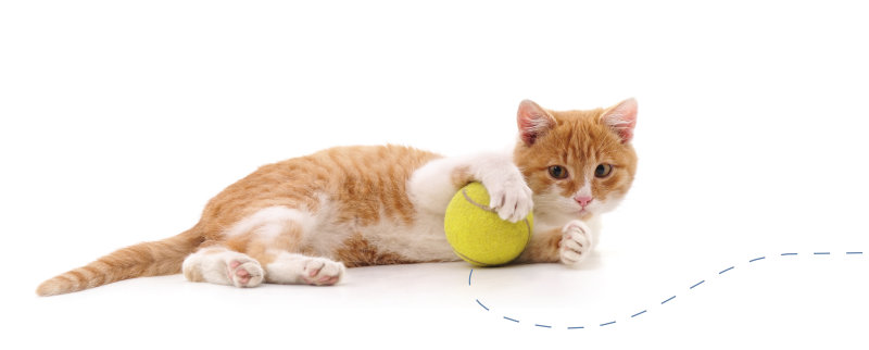 Playful cat with ball Playful cat with ball