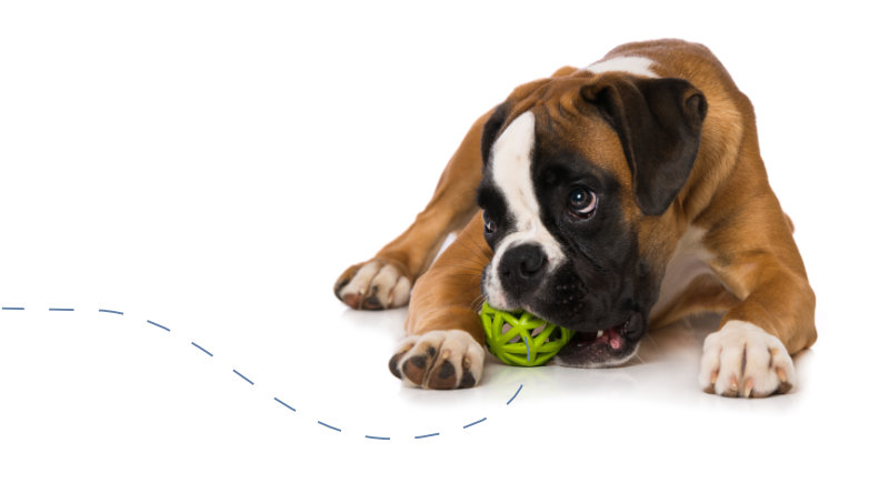 Playful dog with ball Playful dog with ball