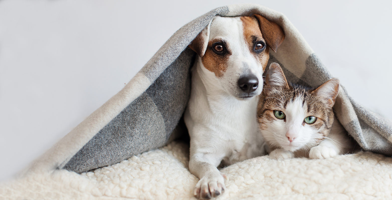 dog and cat protected under a blanket