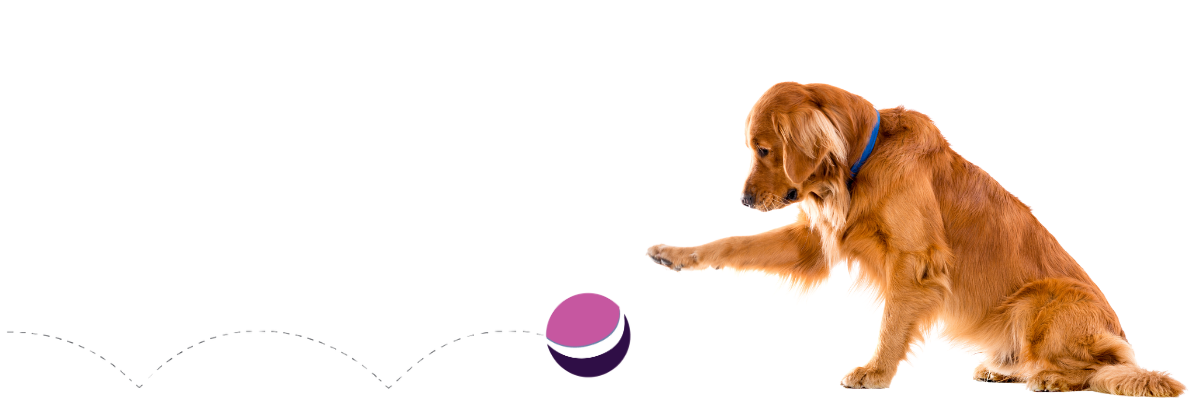 Golden retriever with a ball