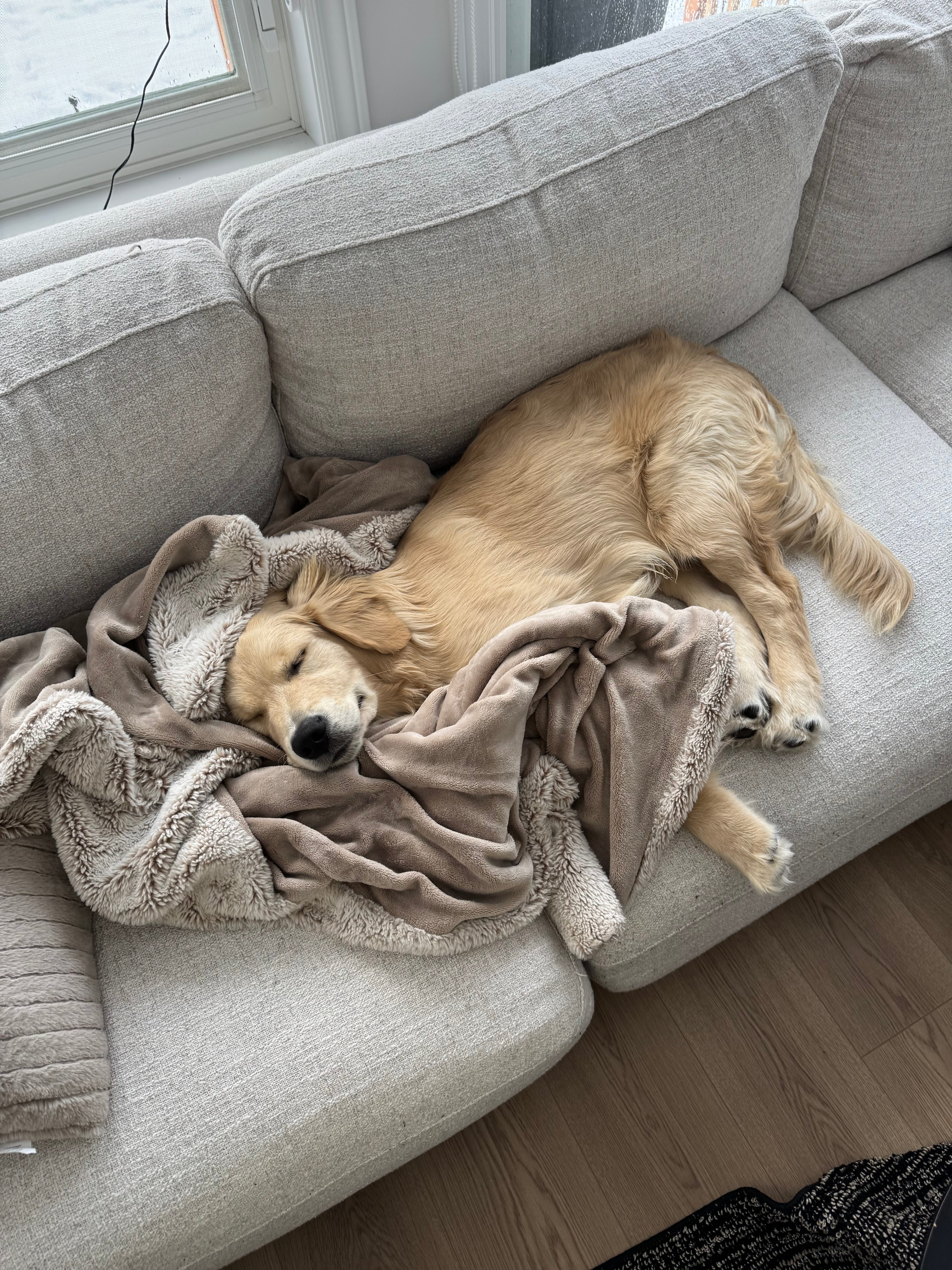 Sully the golden retriever