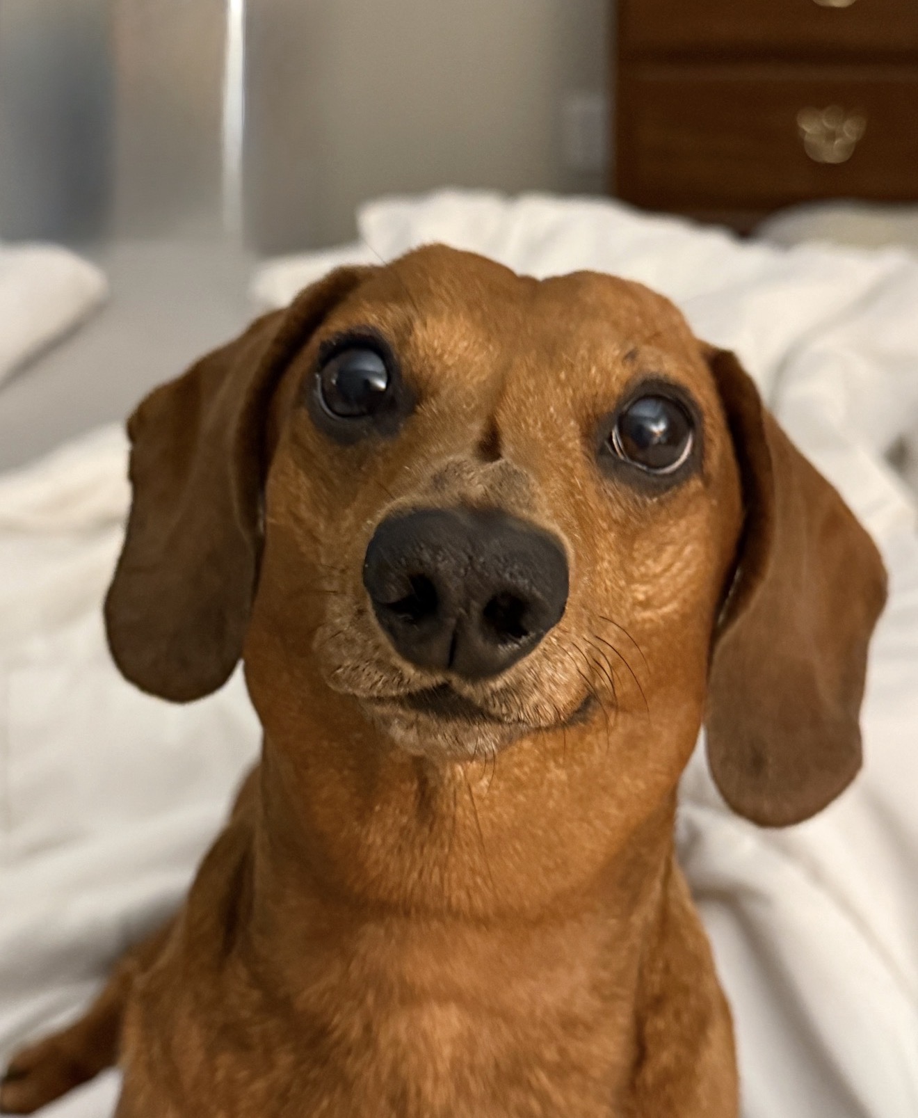 Penny the dachsund